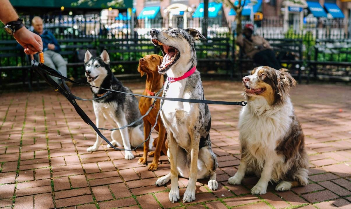 A group of dogs on leashes in a city park